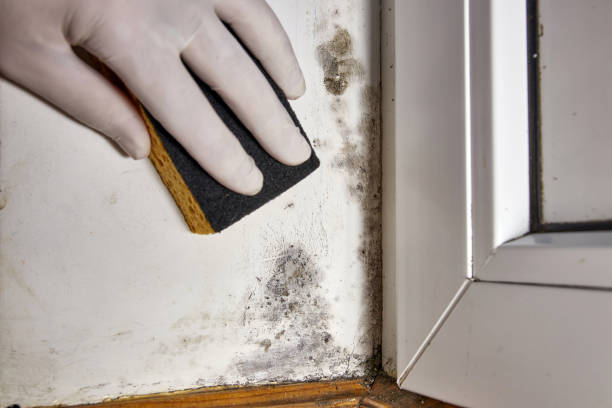 Best Mold Damage Restoration  in Upland, IN